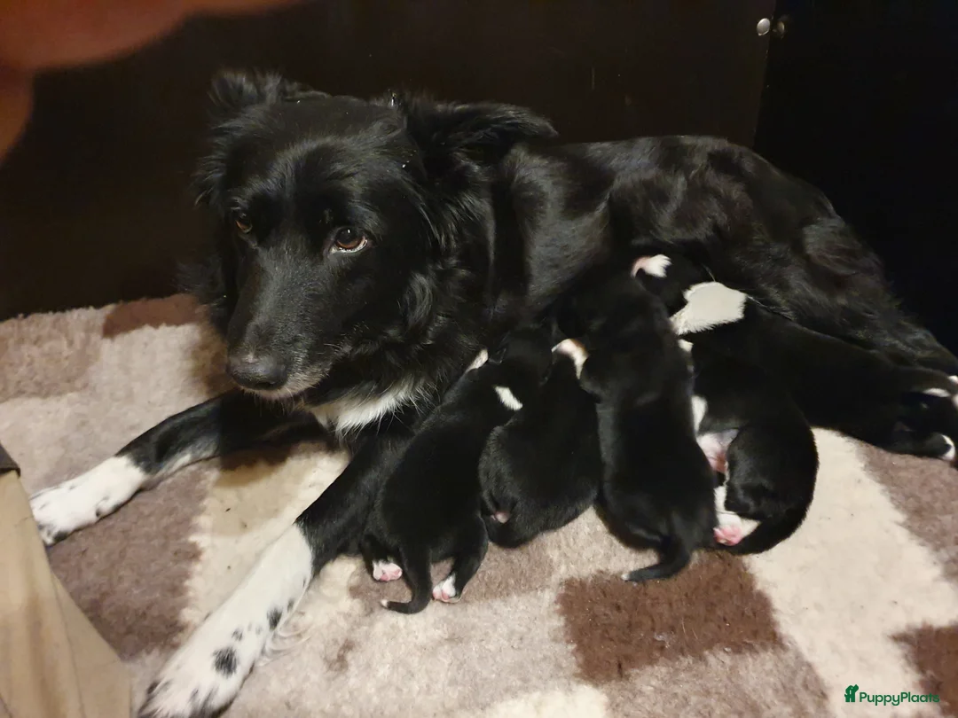 Border Collie honden te koop: Border collie pups met isds stamboom - Advertentie 6