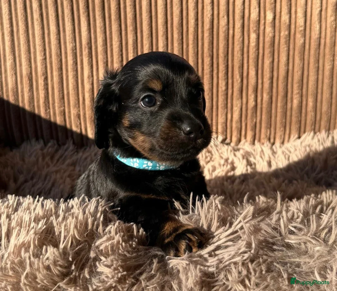 Teckel (korthaar)  honden te koop: Teckel pups - Advertentie 2