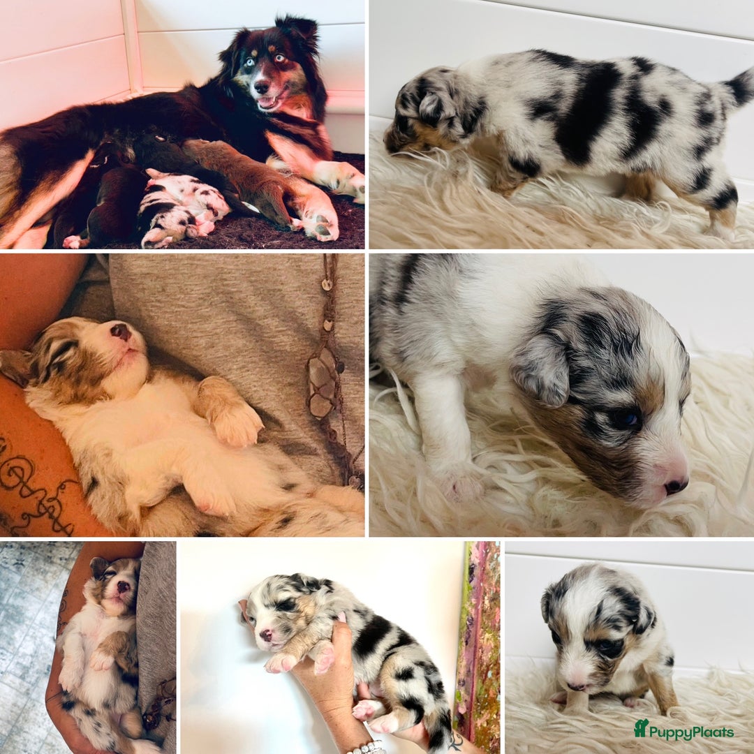 Australian Shepherd honden te koop: Prachtige pups Australian shepherd X Pomsky  - Afbeelding 5