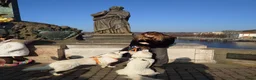 Zwitserse Witte Herdershond honden te koop: Nestje verwacht van Zwitserse herder(met stamboom) - Advertentie 9