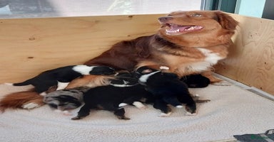 Kruising honden - Advertentie 10