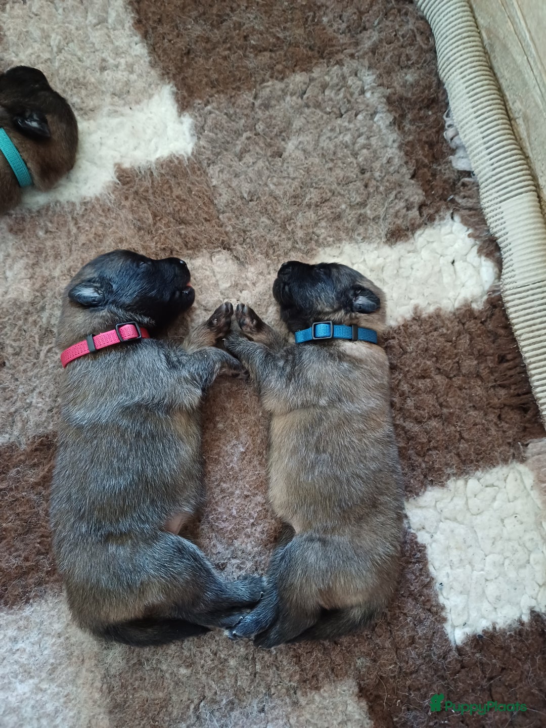 Tervuerense Herder honden te koop: Tervuerense herder pups - Afbeelding 8