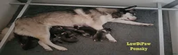 Pomsky honden te koop: Pomsky puppy’s F4+, 100% Amerikaanse bloedlijn - Advertentie 14