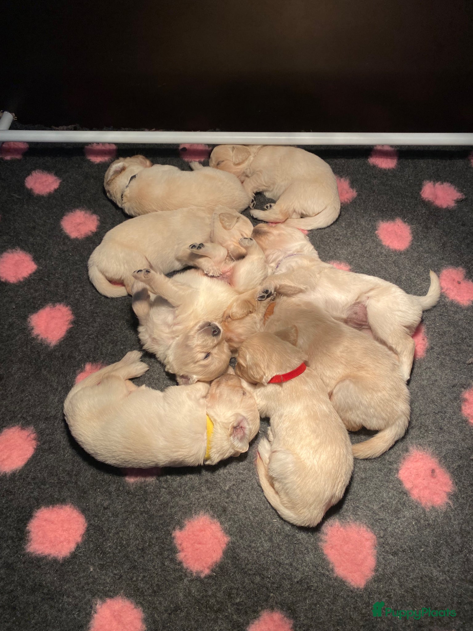 Golden Retriever honden Mooie witblonde golden retriever puppy’s  - Advertentie 2