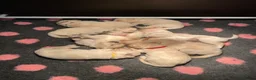 Golden Retriever honden te koop: Mooie witblonde golden retriever puppy’s  - Advertentie 2