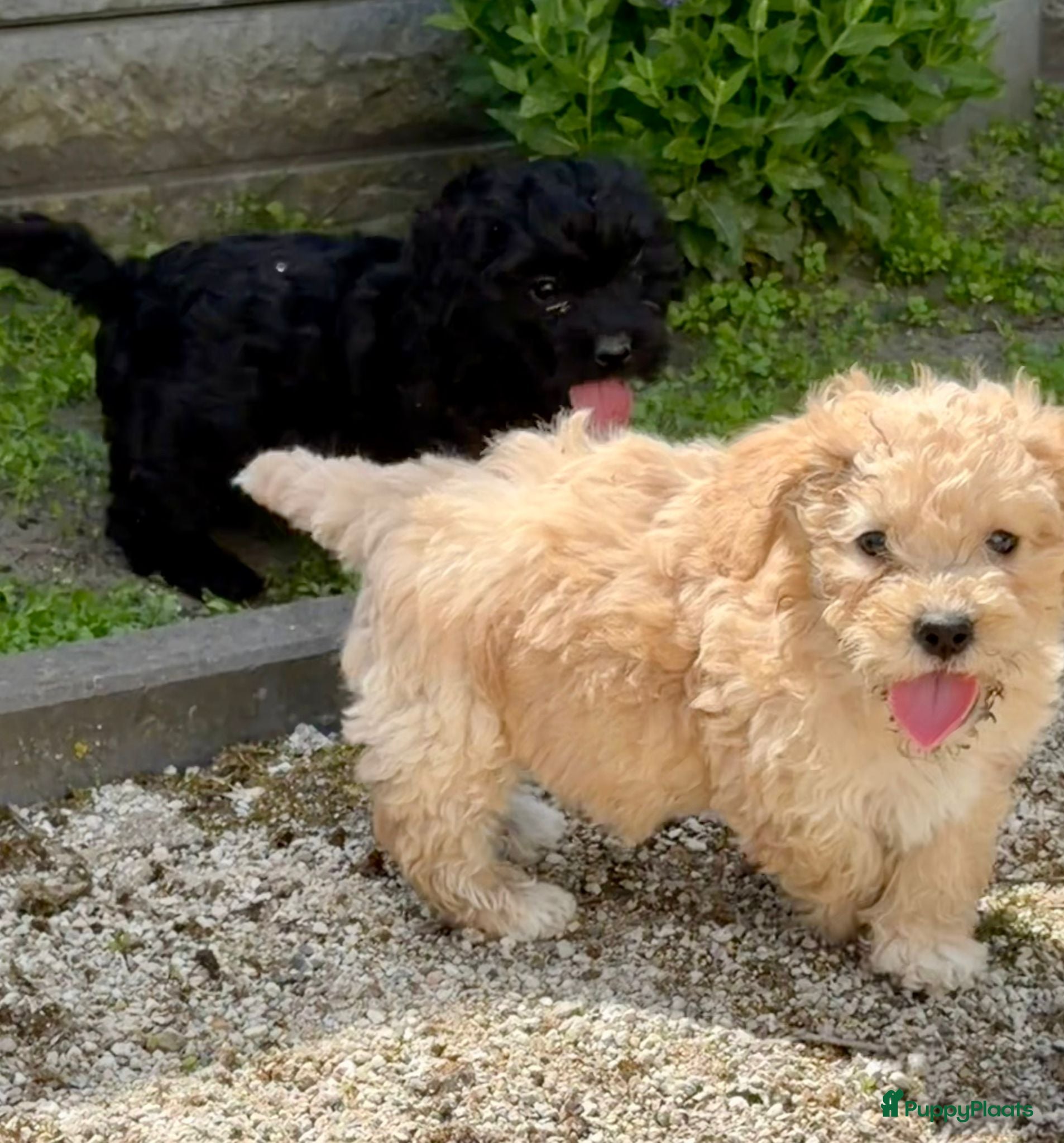 Cockapoo honden te koop: Cockapoo x boomer pups  - Advertentie 25