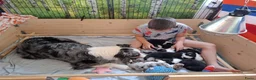 Australian Shepherd honden te koop: Stamboom pups geboren!  - Advertentie 3