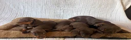 Teckel (korthaar)  honden te koop: Dwerg bruin tan teckel pupjes. - Advertentie 8