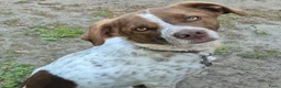 Kruising honden ter adoptie: Jopie - Advertentie 1