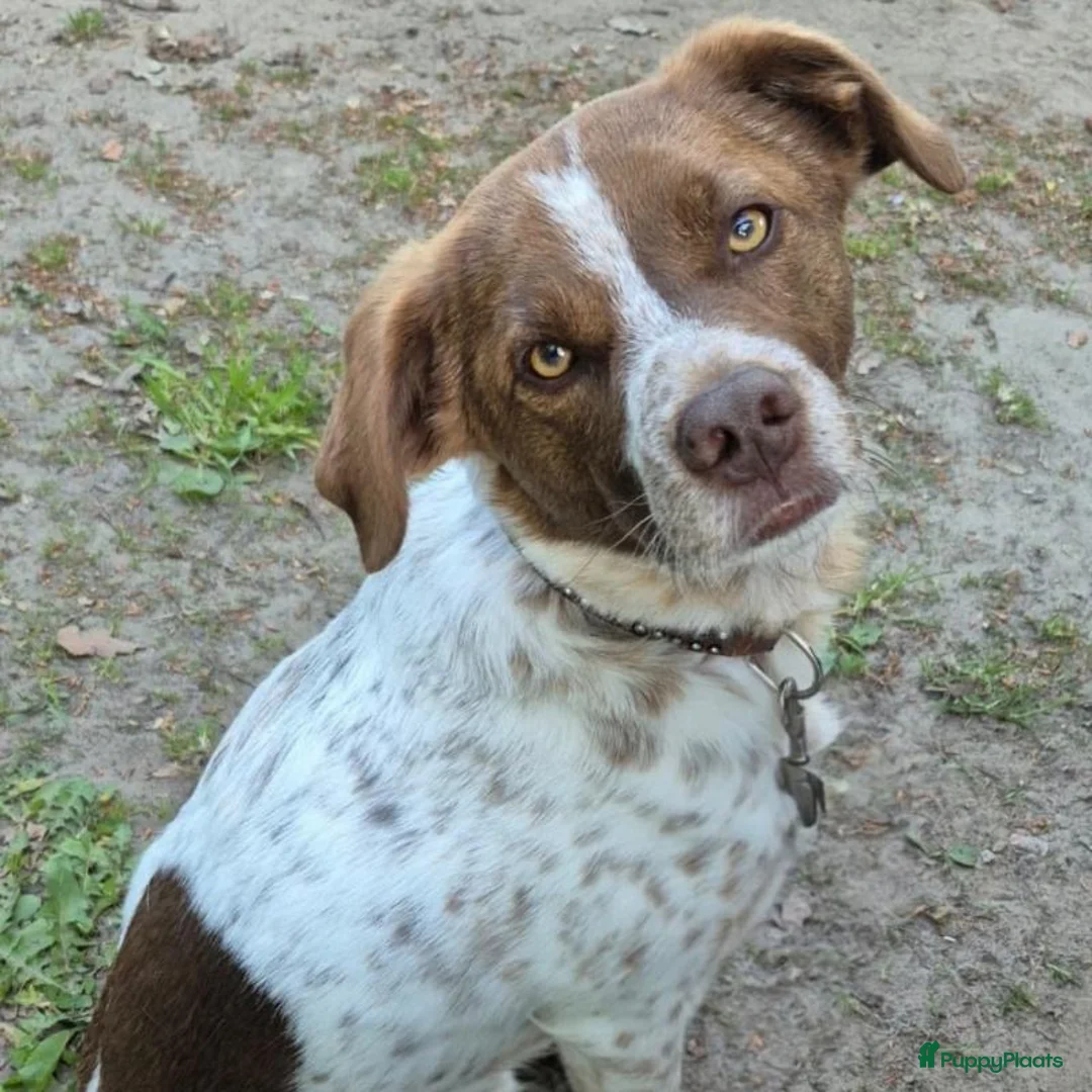 Kruising honden ter adoptie: Jopie - Advertentie 1