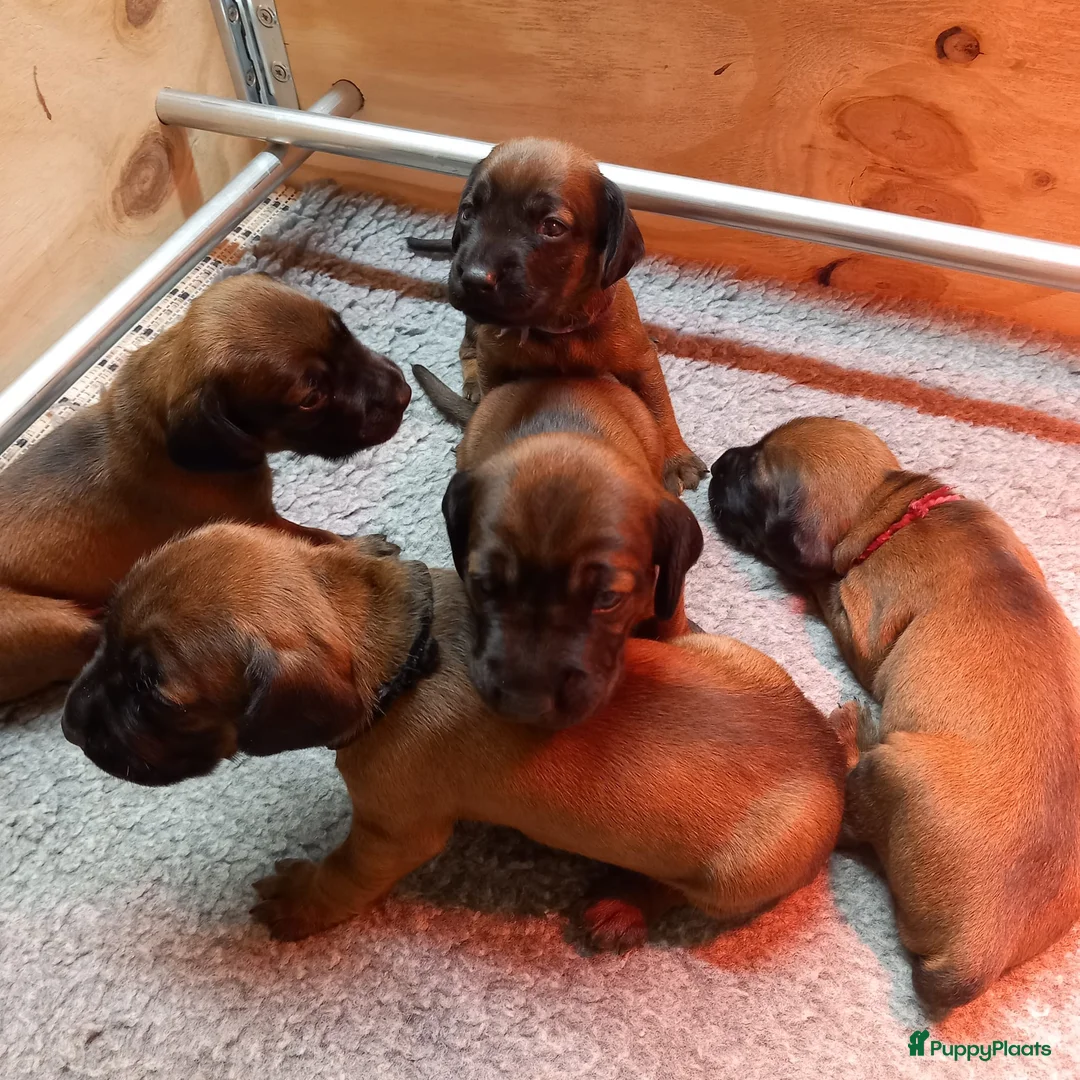 Beierse Bergzweethond honden te koop: Te koop in Ysselsteyn - Advertentie 2