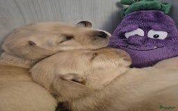 Labrador Retriever honden te koop: Zwarte en gele labrador pups met stamboom - Afbeelding 15