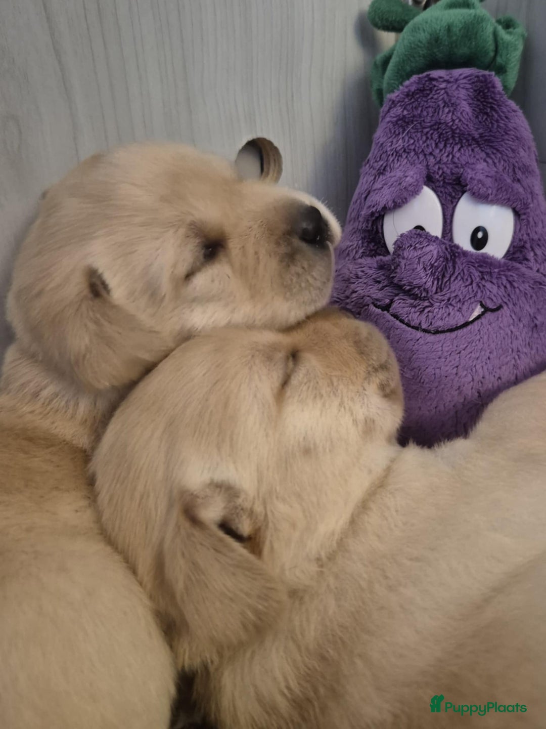 Labrador Retriever honden te koop: Zwarte en gele labrador pups met stamboom - Afbeelding 15