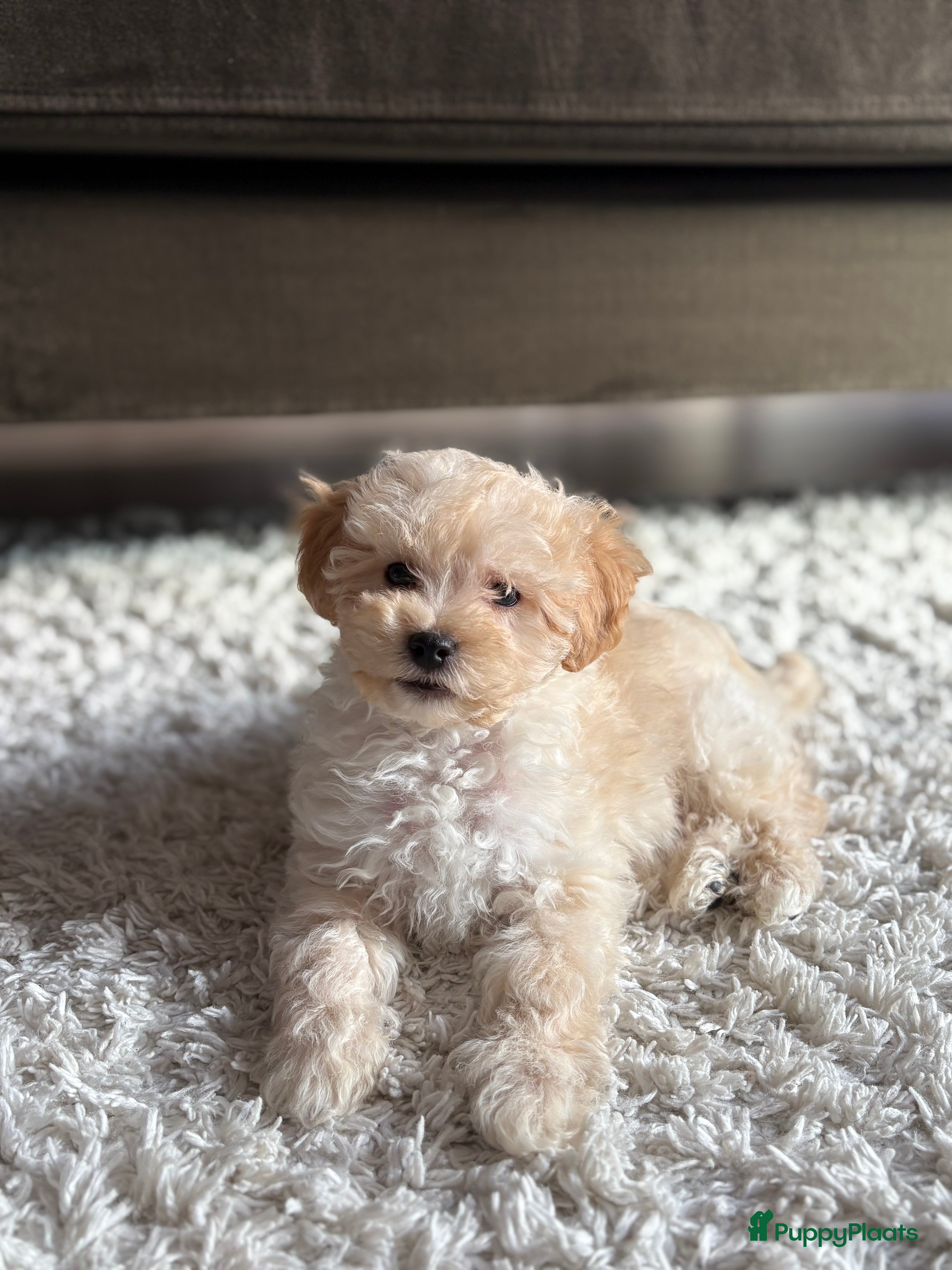 Maltipoo honden Maltipoo (Maltezer met Dwergpoedel) - Advertentie 2