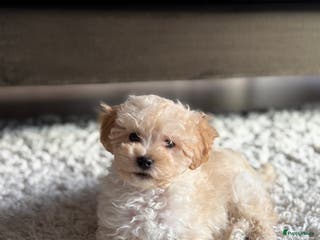 Maltipoo honden Maltipoo (Maltezer met Dwergpoedel) - Advertentie 2