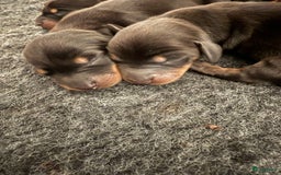 Teckel (korthaar)  honden te koop: Dwergteckel teefjes op zoek naar een gouden mandje in Halsteren - Afbeelding 9