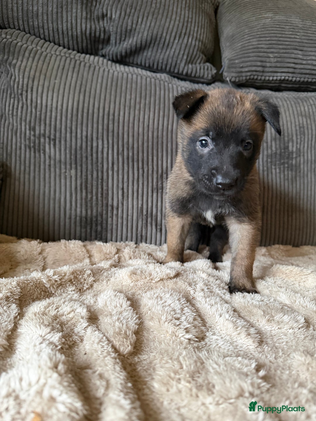 Mechelse Herder honden te koop: Prachtige Mechelse herder pups! - Advertentie 9