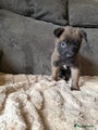 Mechelse Herder Puppy 6