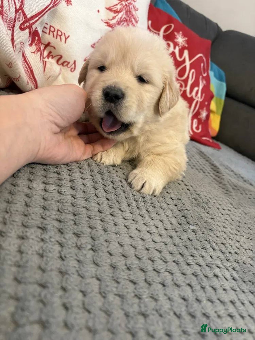 Golden Retriever honden te koop: Golden Retriever pups te koop - Advertentie 4