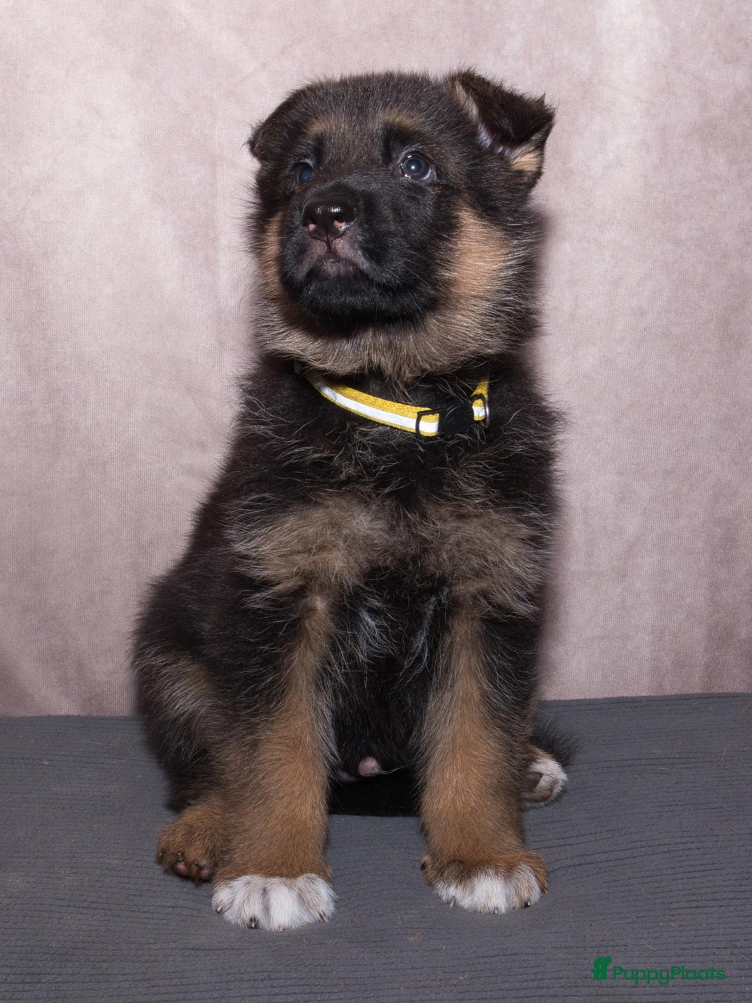 Duitse Herder honden te koop: 🐾 Duitse Herder Pup te Koop  🐾 - Afbeelding 20
