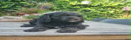 Australian Labradoodle honden te koop: Australian Labradoodle pups - Advertentie 13