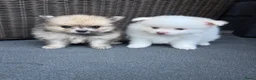 Pomeriaan honden te koop: Mooie Pomeriaantjes  - Advertentie 12