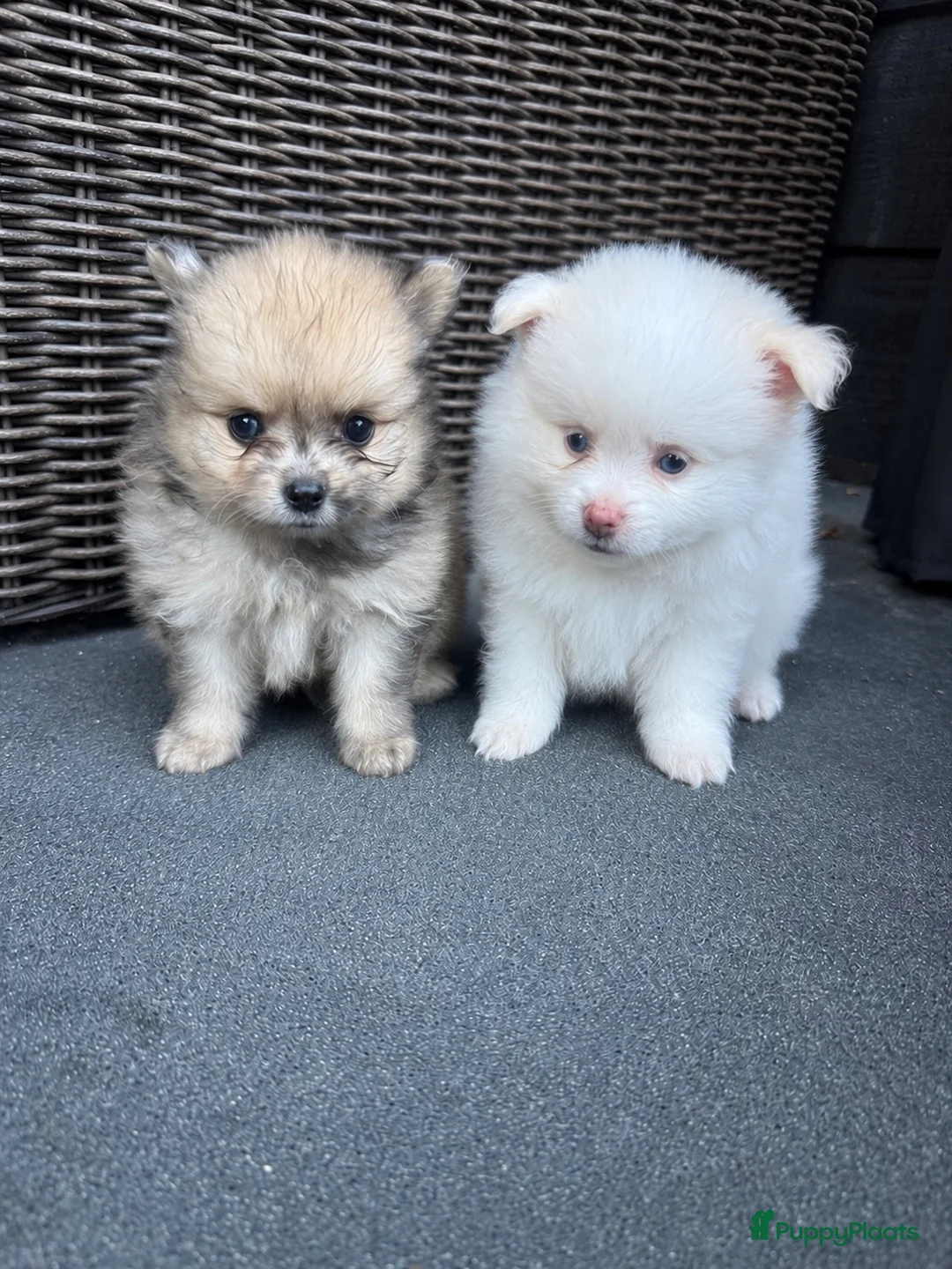 Pomeriaan honden te koop: Mooie Pomeriaantjes  - Advertentie 12