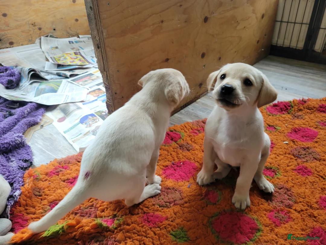 Labrador Retriever honden te koop: Stamboom fieldtrial labrador pups - Advertentie 15