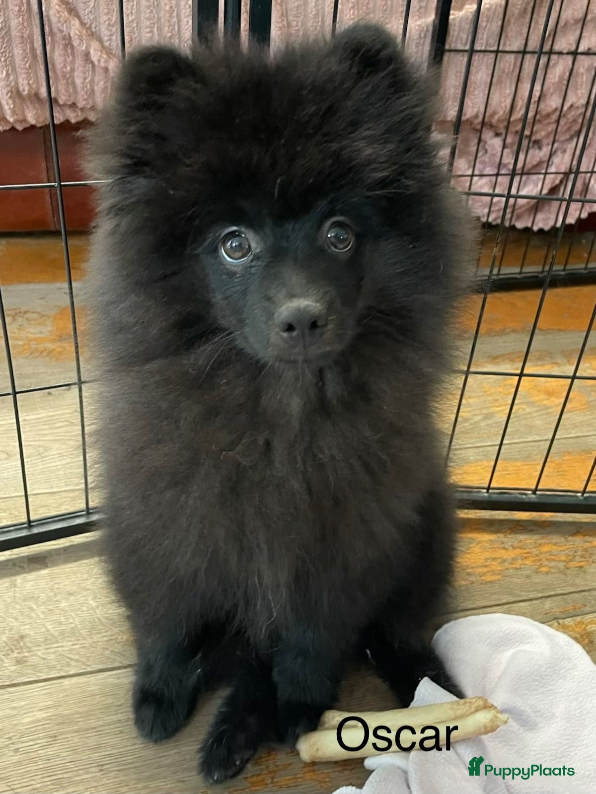 Pomeriaan honden 2 Prachtige Pomeriaan/dwergkees pups.(Reutjes)💙💙 - Advertentie 15