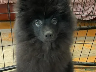Pomeriaan honden 2 Prachtige Pomeriaan/dwergkees pups.(Reutjes)💙💙 - Advertentie 15