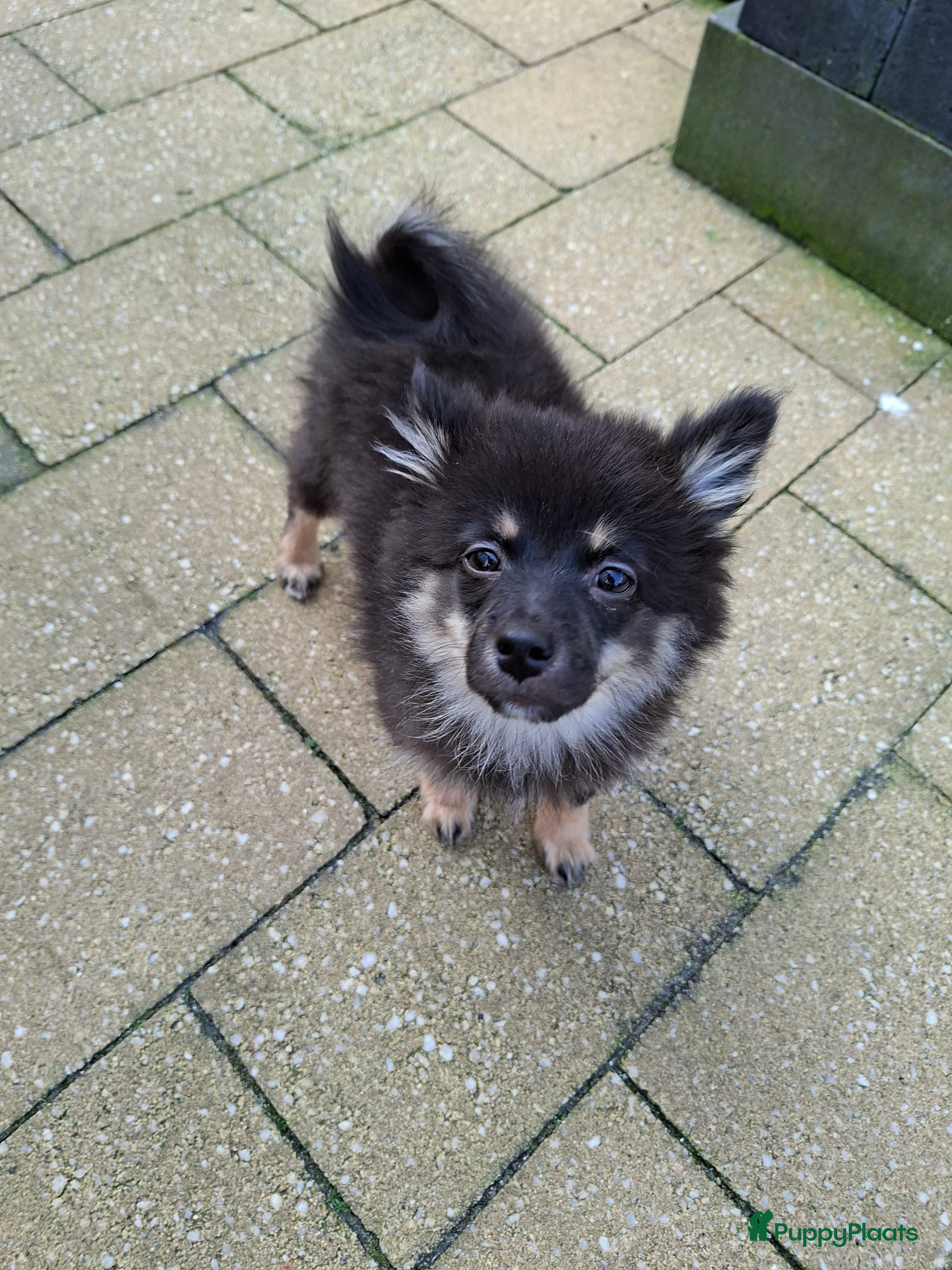 Pomeriaan honden Zwarte puppy nog teefje   beschikbaar   - Advertentie 1