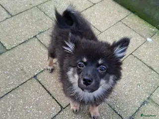 Pomeriaan honden Zwarte puppy nog teefje beschikbaar - Advertentie 1