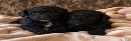 Kruising honden te koop: Toypoedel - Advertentie 4