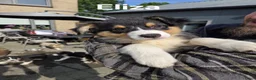 Australian Shepherd honden te koop: 🐾 Australian Shepherd pups, Super sociaal 🌸 - Advertentie 10