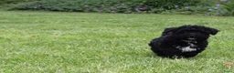 Kruising honden te koop: Lieve Maltipoo pups - Advertentie 7