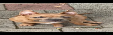 Amerikaanse Bully 1