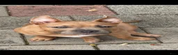 Amerikaanse Bully honden te koop: American pocket bully - Advertentie 2