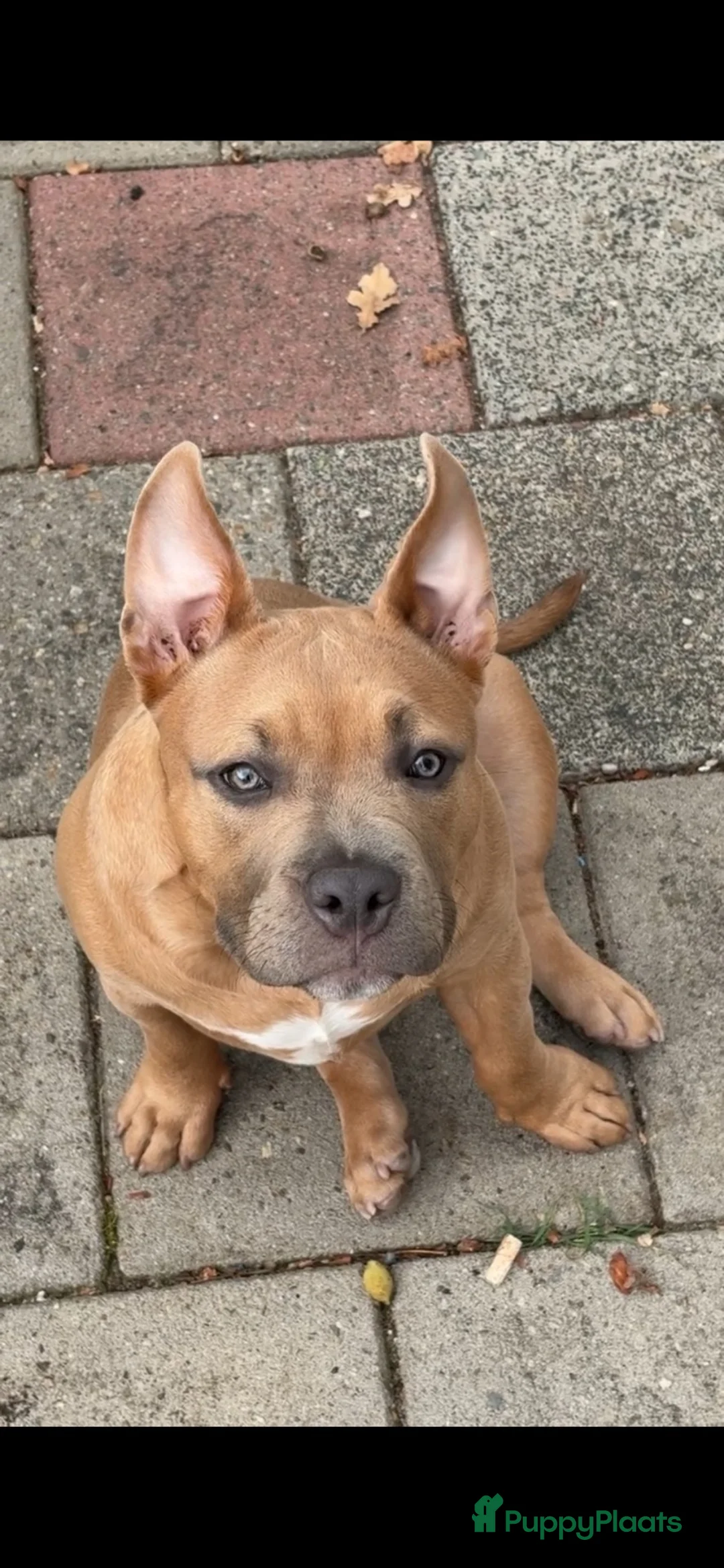 Amerikaanse Bully honden te koop: American pocket bully - Advertentie 2
