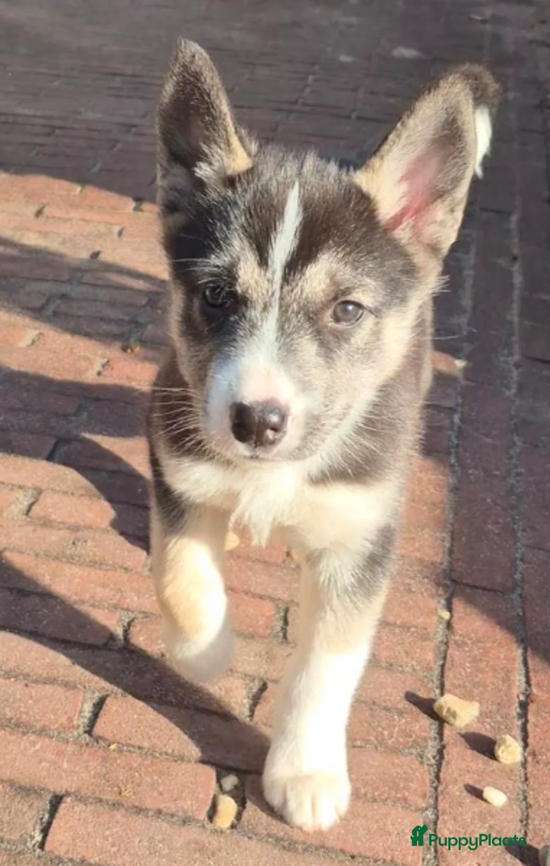 Siberische Husky honden te koop: Lieve Husky Pup zoekt een fantastisch huisje! - Advertentie 3