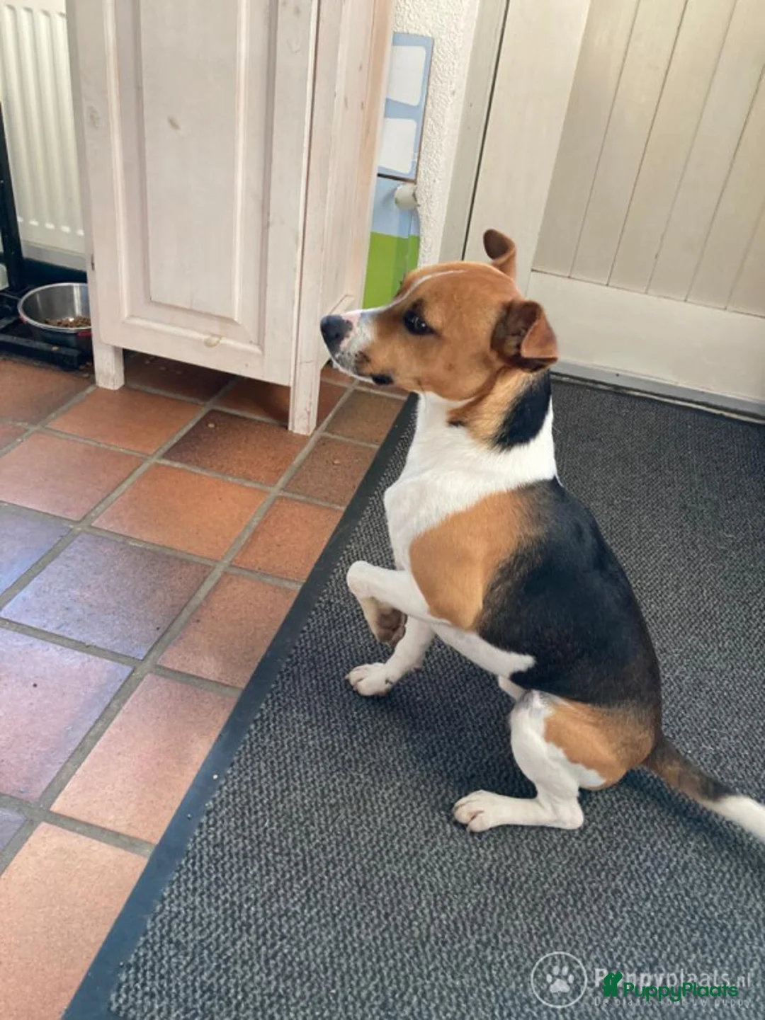 Fox Terriër Gladhaar honden ter dekking: Boerenfox dekreu in IJzendoorn - Advertentie 6