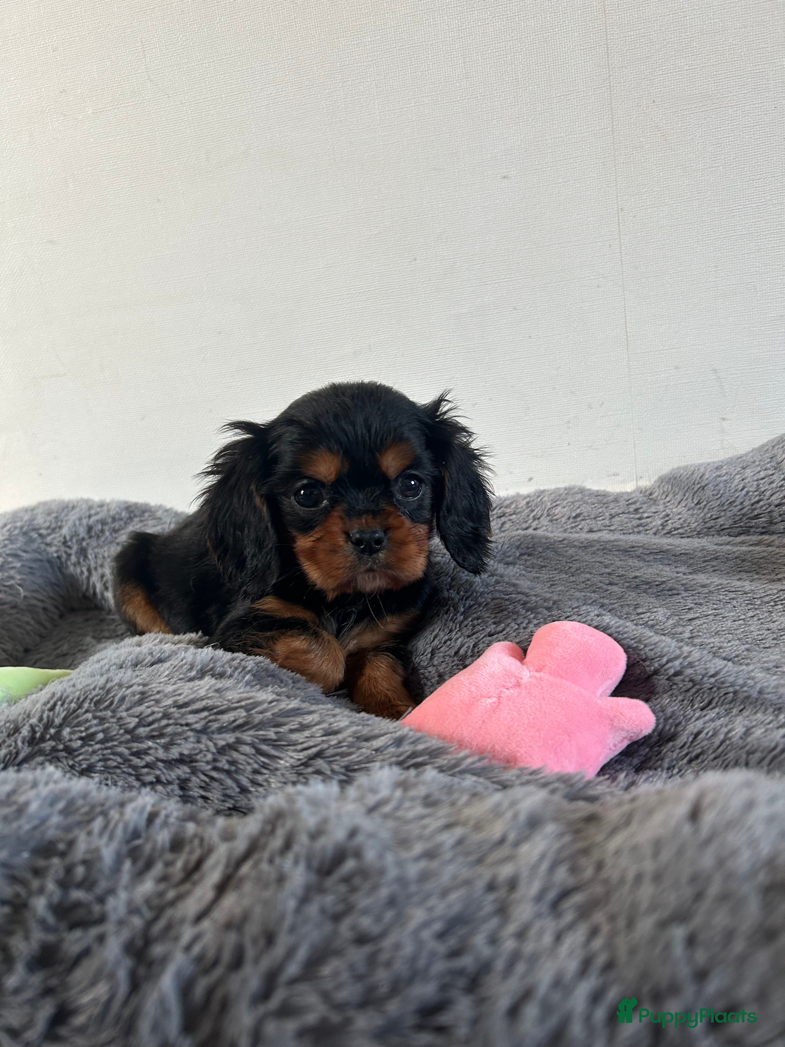 Cavalier King Charles Spaniel honden Prachtige Cavelier King Charles pups - Advertentie 1