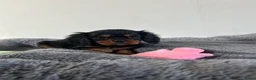 Cavalier King Charles Spaniel honden te koop: Prachtige Cavelier King Charles pups - Advertentie 1