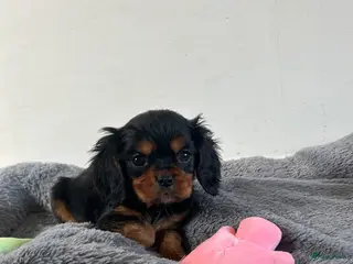Cavalier King Charles Spaniel honden Prachtige Cavelier King Charles pups - Advertentie 1