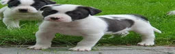 Kruising honden te koop: Border Collie Kruising pups  in Onstwedde - Advertentie 22