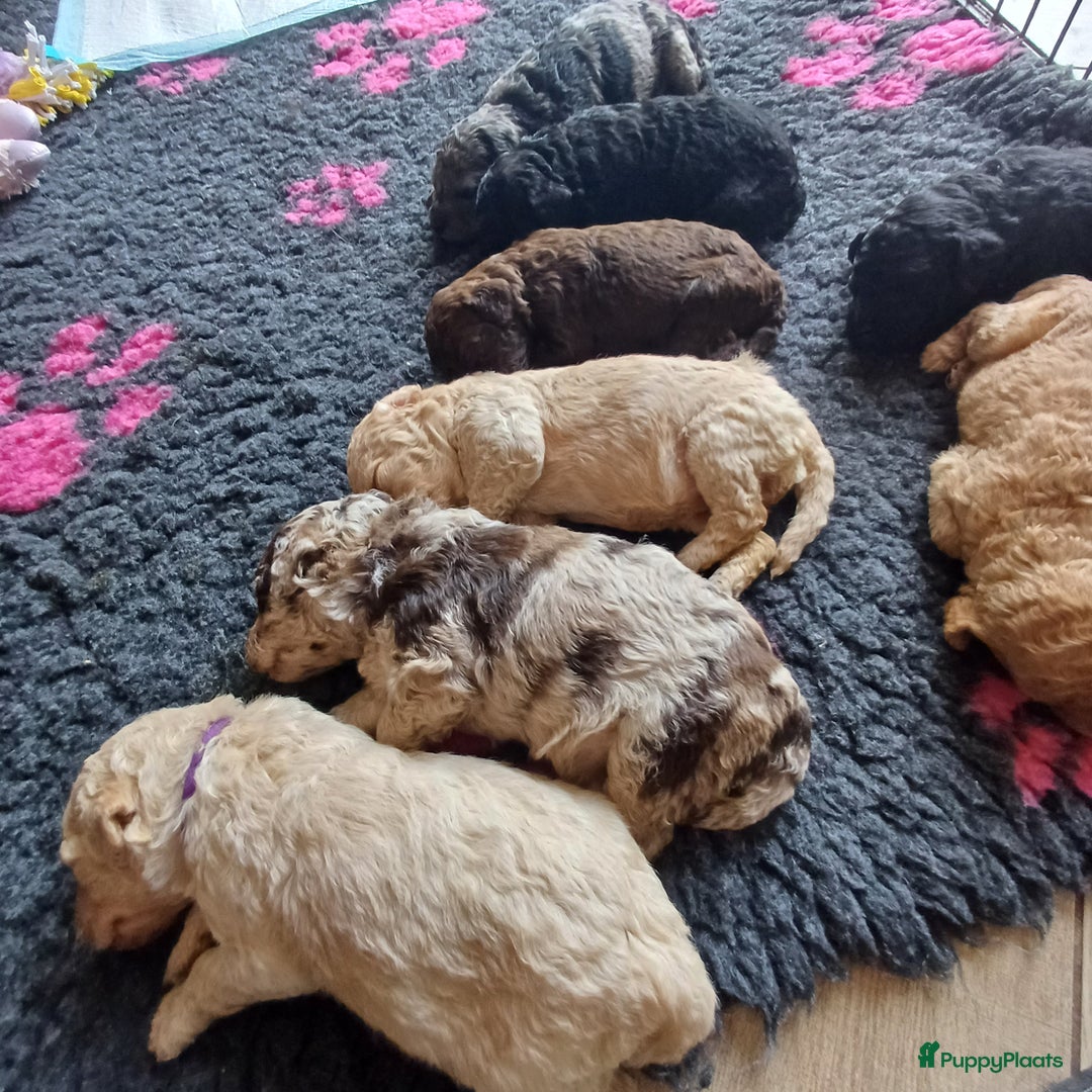 Labradoodle honden te koop: Prachtige multigen Labradoodles wavy vacht - Afbeelding 3