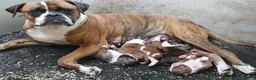 Amerikaanse Bulldog honden te koop: Mooie en gezonde Amerikaanse bulldog pups - Advertentie 9