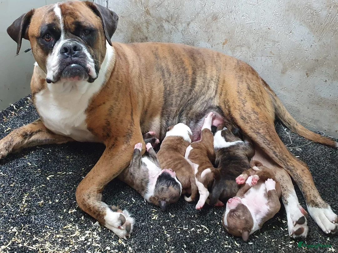Amerikaanse Bulldog honden te koop: Mooie en gezonde Amerikaanse bulldog pups - Advertentie 9