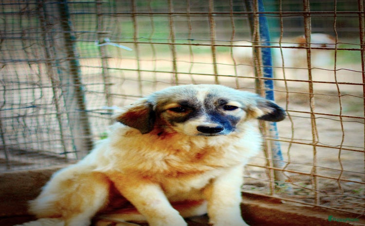 Kruising honden - Advertentie 10