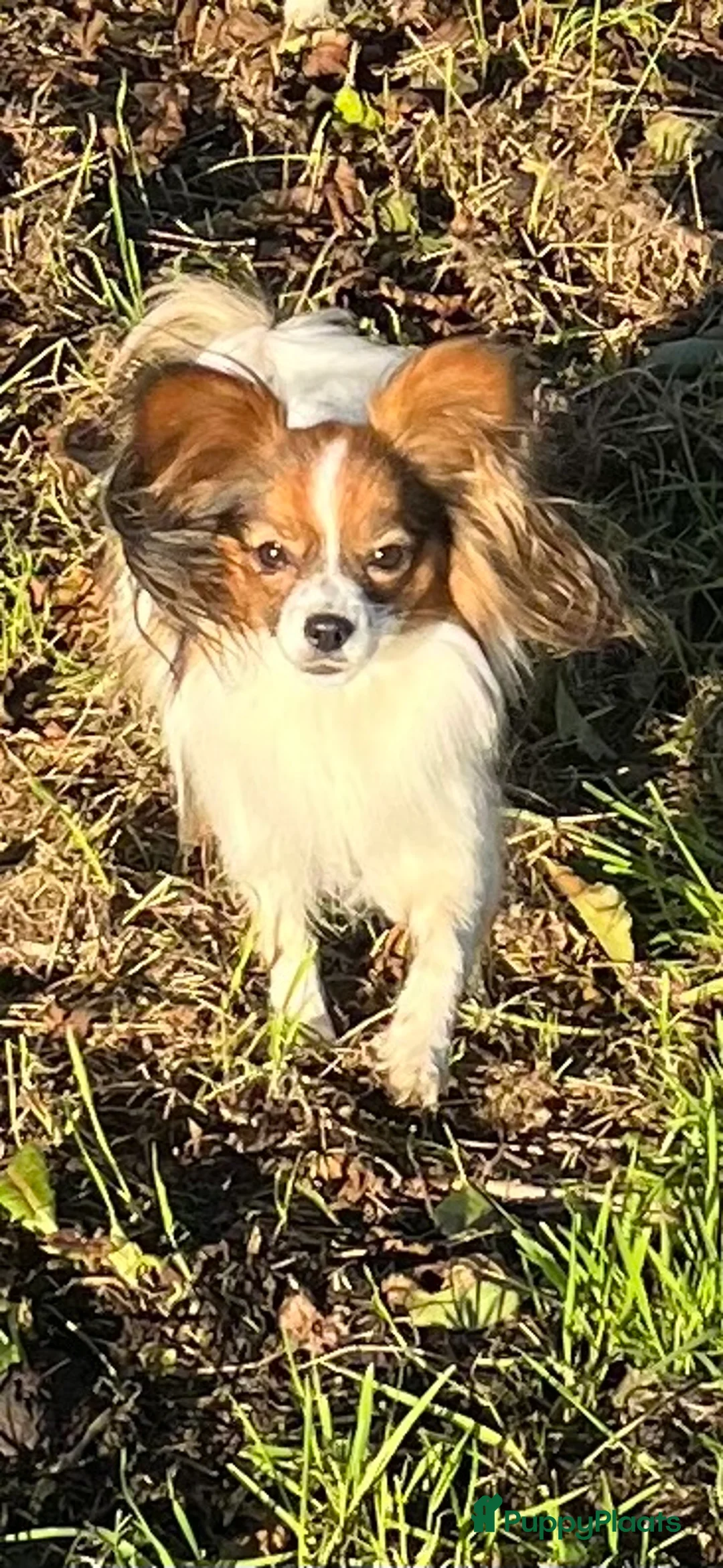 Galerij afbeelding {{count}}