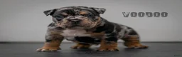 Amerikaanse Bully honden te koop: American Bully pocket pups (verwacht) - Advertentie 13
